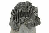 Coltraneia Trilobite Fossil - Huge Faceted Eyes #197131-1